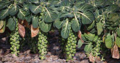 How to Prune Brussels Sprouts - gardenerspath.com