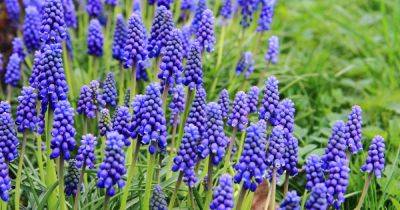 How to Grow and Care for Grape Hyacinth (Muscari) - gardenerspath.com