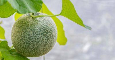 How to Grow Cantaloupe Vertically on a Trellis - gardenerspath.com