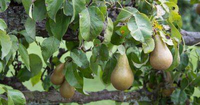 How and When to Prune Pear Trees - gardenerspath.com