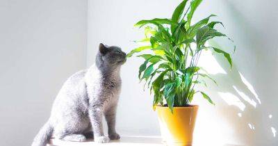 Are Peace Lily Plants Toxic to Cats? - gardenerspath.com
