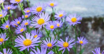 11 of the Best Blue Aster Varieties - gardenerspath.com - China - New York - city Chicago