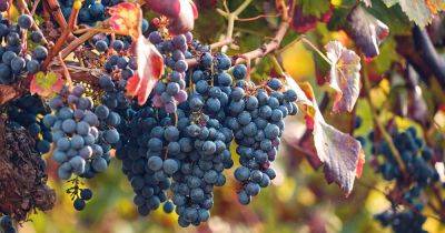 How to Grow and Care for Grapevines - gardenerspath.com