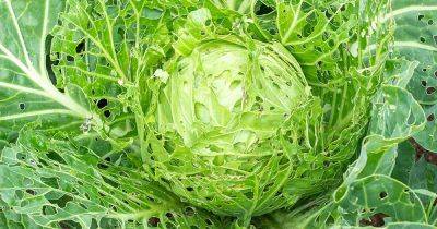 How to Identify and Control Cabbage Pests - gardenerspath.com