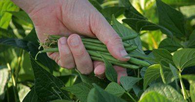 Tips for Growing Green Beans in Fall | Gardener's Path - gardenerspath.com