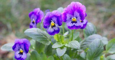 Are Pansy Flowers Edible? Tips for Harvest and Use - gardenerspath.com