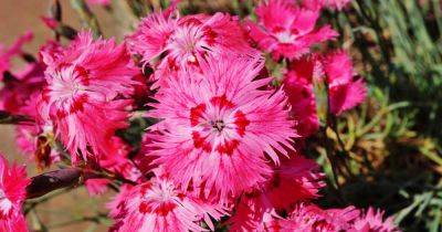 How to Grow and Care for Cheddar Pinks - gardenerspath.com