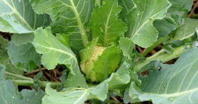 When and How to Blanch Maturing Cauliflower Heads | Gardener's Path - gardenerspath.com