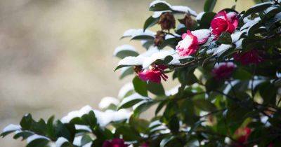 How to Protect Camellias from Winter Cold Damage - gardenerspath.com - China - Japan