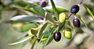 Learn How to Grow Olive Trees in the Home Landscape - gardenerspath.com - Usa - Georgia -  Oregon -  California - Greece -  Florida - Italy -  Texas