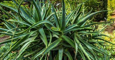 What Are the Different Types of Aloe? - gardenerspath.com