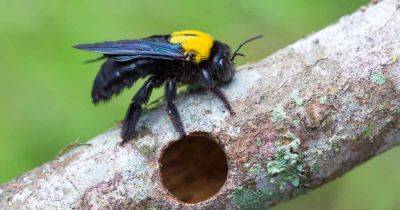 How to Stop Carpenter Bees from Destroying Your Wood Structures - gardenerspath.com
