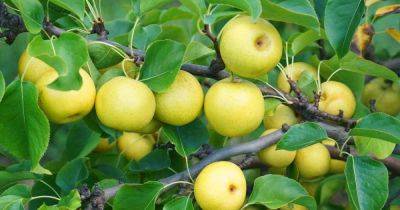 How to Grow and Care for Asian Pear Trees | Gardener's Path - gardenerspath.com