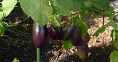 Tips for Pollinating Eggplant by Hand - gardenerspath.com