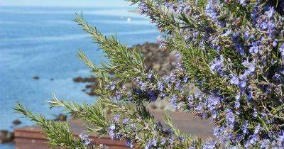 How to Grow Rosemary in the Home Herb Garden - gardenerspath.com