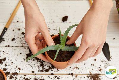 How to Revive a Wilted Aloe Vera Plant - fabhow.com - Usa