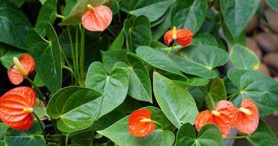 How to Propagate Anthurium Plants from Seed - gardenerspath.com