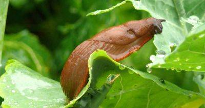 How to Keep Slugs Off Cabbage and Other Cole Crops | Gardener's Path - gardenerspath.com