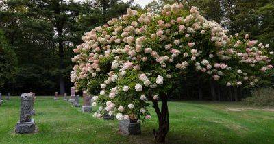 How to Shape Your Hydrangea into a Tree - gardenerspath.com