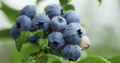 How to Propagate Blueberry Bushes - gardenerspath.com