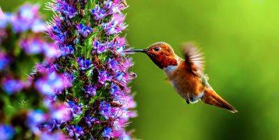 40 Hummingbirds Facts - How to Attract Hummingbirds - goodhousekeeping.com - Canada -  Alaska -  Texas - Mexico