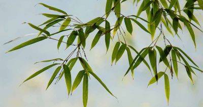 How to Grow and Care for Bamboo Plants - gardenerspath.com