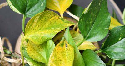 Why Do Pothos Leaves Turn Yellow? - gardenerspath.com