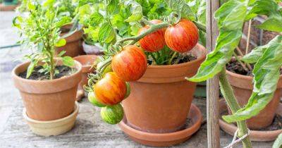 The Best 11 Vegetables to Grow in Pots and Containers - gardenerspath.com