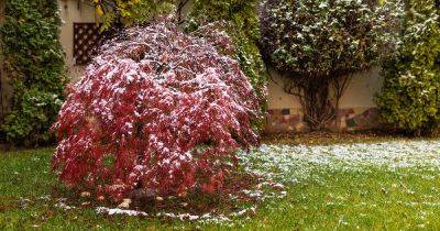 How to Deal with Japanese Maple Winter Dieback - gardenerspath.com - Japan
