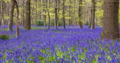 How to Plant and Grow English Bluebells - gardenerspath.com - Britain - Spain