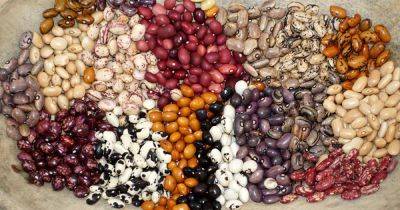 13 Different Types of Edible Beans for the Garden - gardenerspath.com