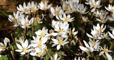 How to Grow and Care for Bloodroot Plants - gardenerspath.com - Usa - Canada -  Florida