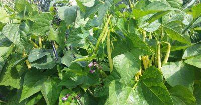 How to Plant and Grow Bush Beans - gardenerspath.com