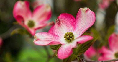 How to Identify and Treat Common Dogwood Diseases - gardenerspath.com