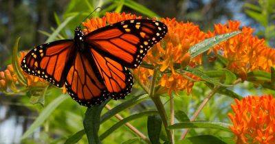 15 of the Best Types of Milkweed for Monarch Butterflies - gardenerspath.com - Usa - Mexico