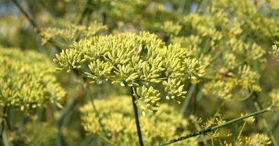 How to Plant and Grow Anise - gardenerspath.com - Greece - Egypt - Spain