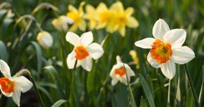 15 of the Best Daffodil Cultivars for Naturalized Plantings - gardenerspath.com