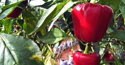 How to Grow and Harvest Bell Peppers | Gardener's Path - gardenerspath.com - Mexico
