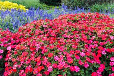 The Best Fall Annuals to Plant in the South | Gardener's Path - gardenerspath.com - Usa