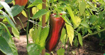 How to Plant and Grow Poblano Peppers - gardenerspath.com