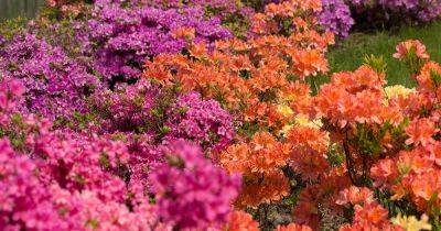 Azalea Bloom Times and Flowering Groups - gardenerspath.com - Usa - Belgium