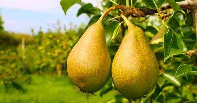 How to Grow Fruiting Pear Trees - gardenerspath.com - China