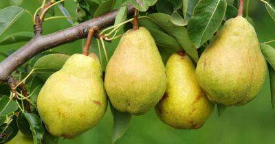 11 of the Best Fruiting Pear Varieties - gardenerspath.com