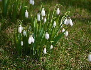 Don't Mow Snowdrops in the grass - Snowdrop after care - sundaygardener.co.uk