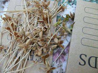 How to save and store seeds - sundaygardener.co.uk