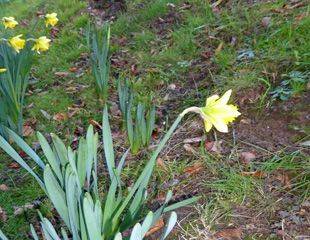 Daffodils flowering in January - sundaygardener.co.uk