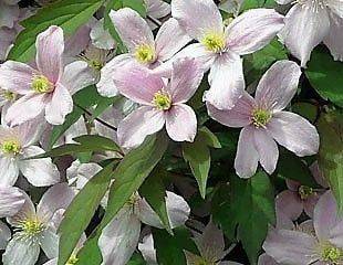 February and March is the time to prune Clematis. The Sunday Gardener explains how. - sundaygardener.co.uk