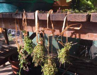 Cutting back and drying herbs - sundaygardener.co.uk