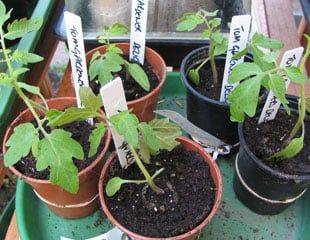 March is the time to seed and buy tomato plants - lots of advice and growing tips - sundaygardener.co.uk