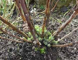What plants and shrubs can I cut back in February a quick guide what to cut back now - sundaygardener.co.uk